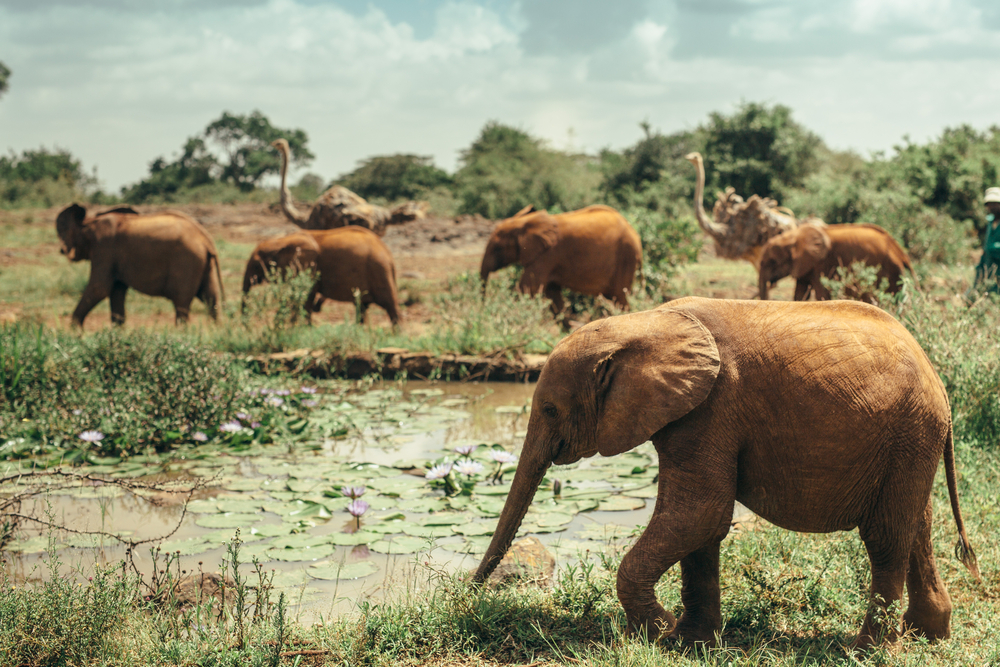 Elephant herd